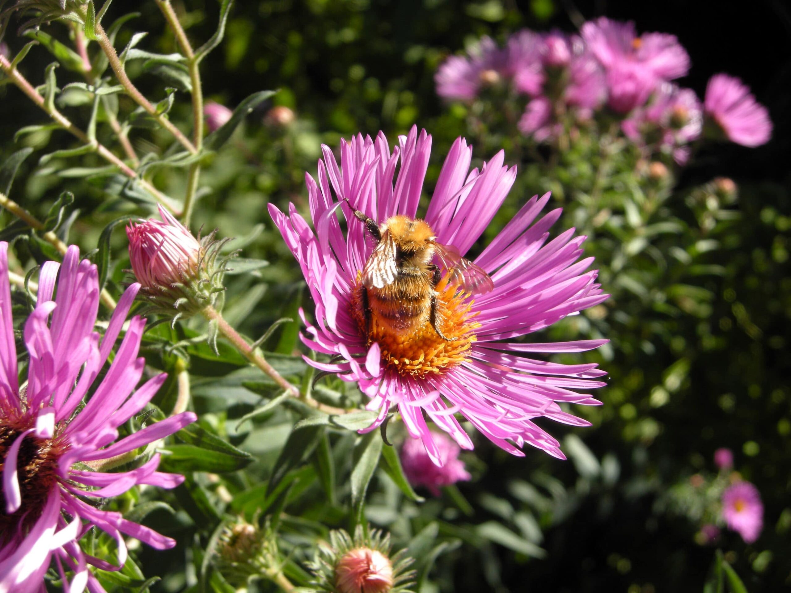 Il giardino per api, bombi e farfalle: un toccasana per la biodiversità!