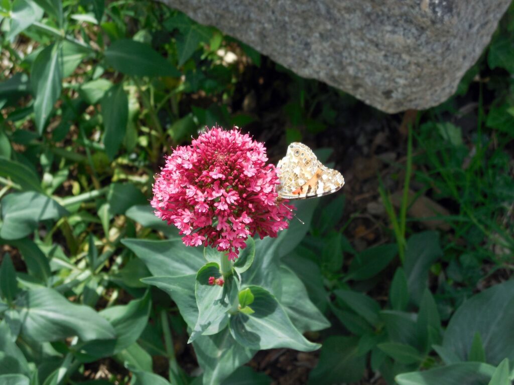 Giardino per api e farfalle_Floricoltura Roncador_3