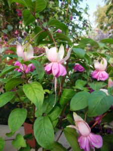 Fuchsia lilac lustre_Floricoltura Roncador Valentino_2
