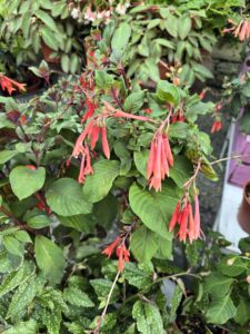 Fuchsia triphylla_Floricoltura Roncador Valentino_1