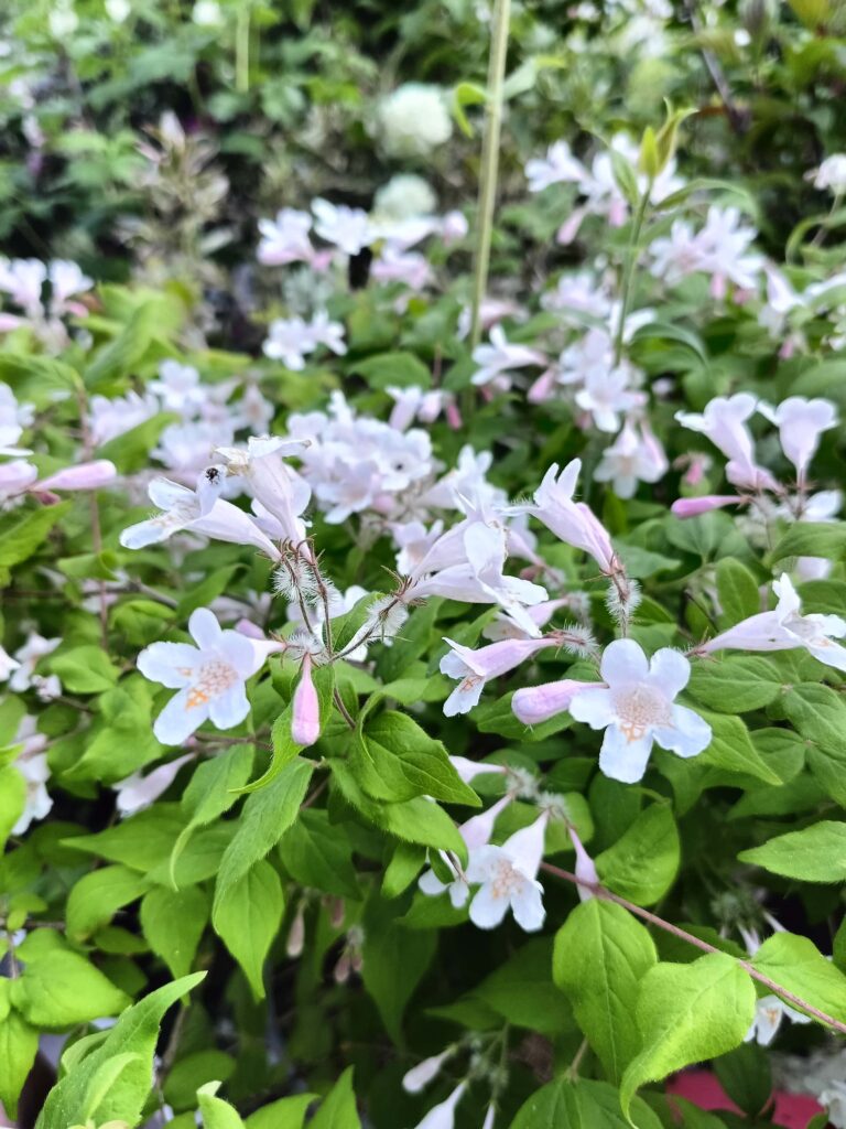 Kolkwitzia amabilis_Floricoltura Roncador Valentino_1
