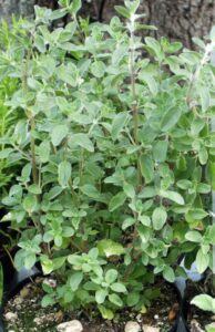 Maggiorana_Origanum majorana_Floricoltura Roncador Valentino_1