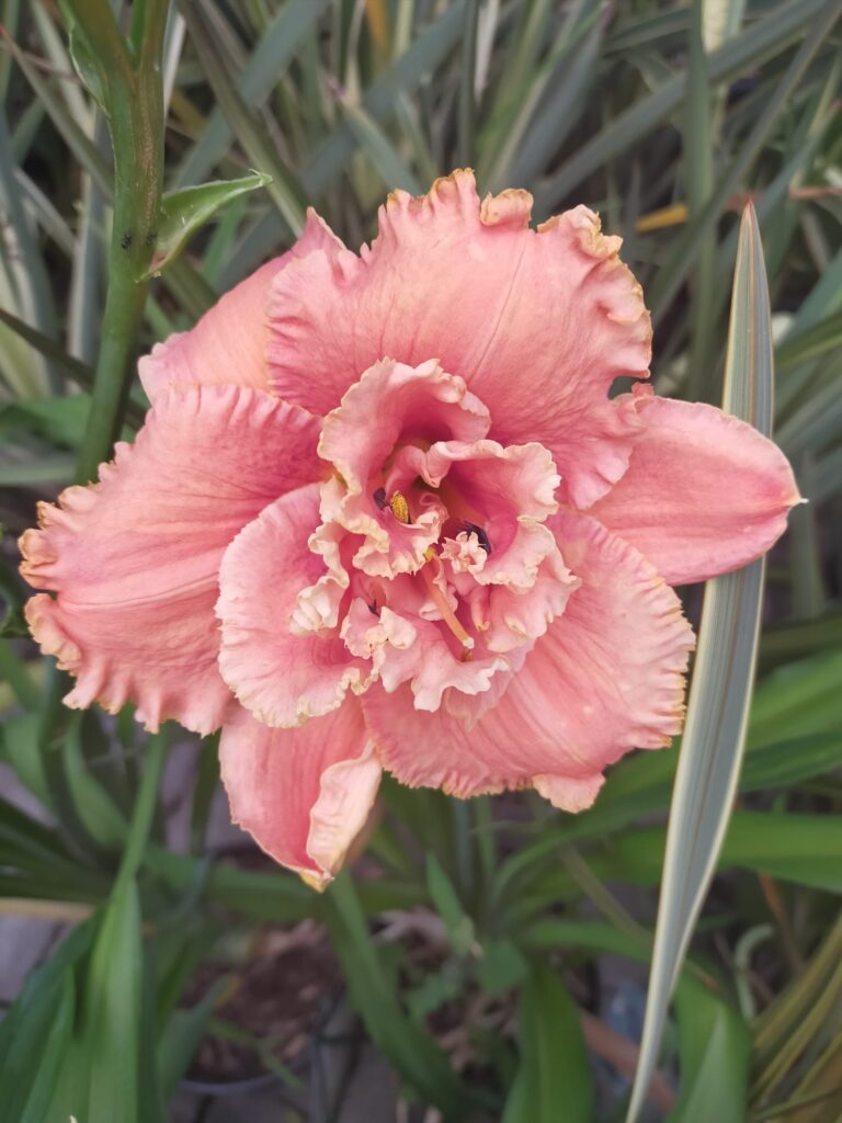 Hemerocallis Jerry Pate Williams_Floricoltura Roncador