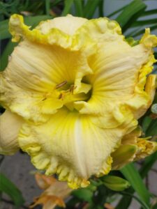 Hemerocallis Omomuki_Floricoltura Roncador Valentino