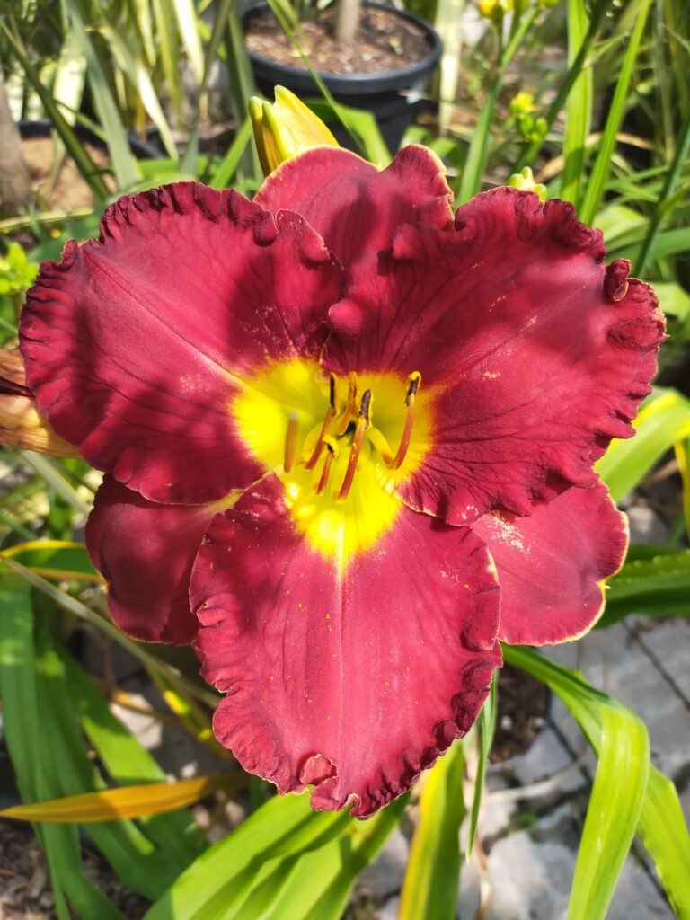 Hemerocallis Glory in Red_Floricoltura Roncador Valentino