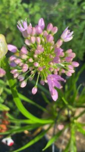 Allium Bubble Bath_Floricoltura Roncador