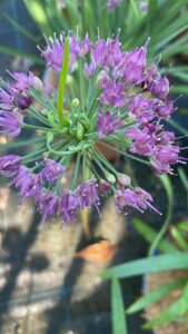 Allium Lavender Bubbles_Floricoltura Roncador