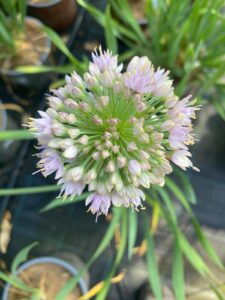 Allium Millenium_Floricoltura Roncador