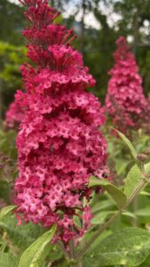 Buddleja Little Ruby_Floricoltura Roncador Valentino_2
