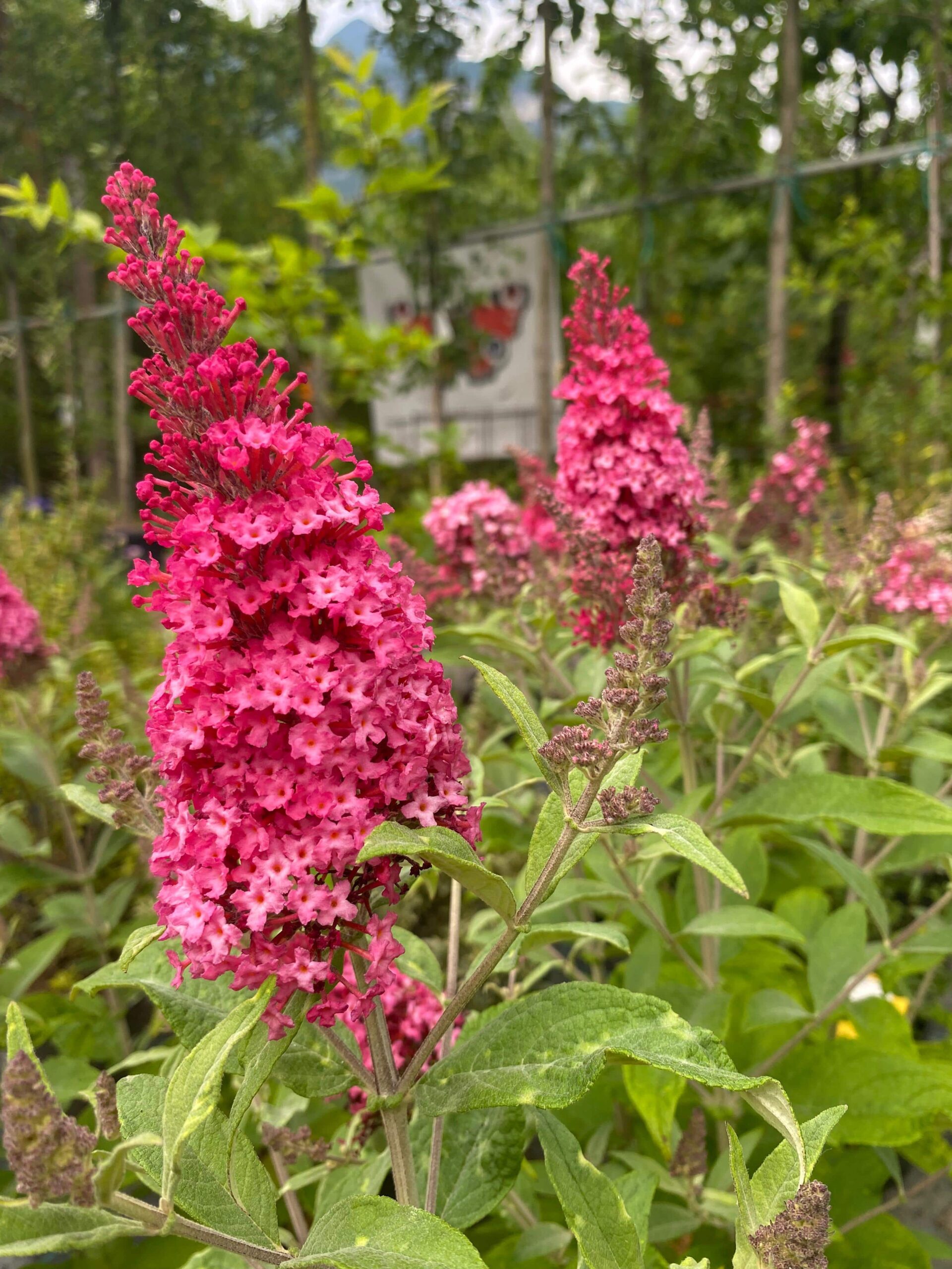 Buddleja “Little Ruby”, pianta della settimana dal 23 al 28 giugno