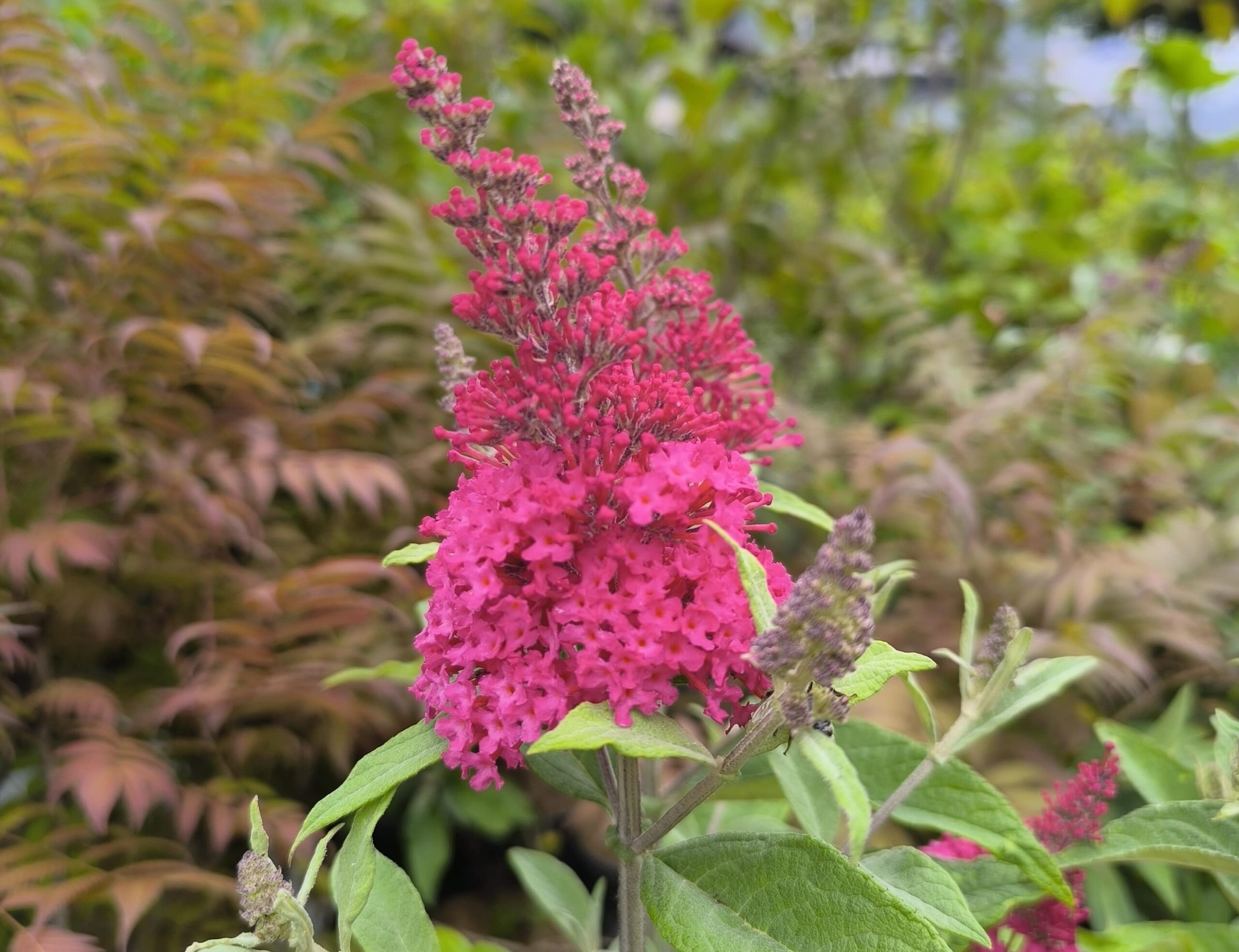 Buddleja Little Ruby_Floricoltura Roncador Valentino_3