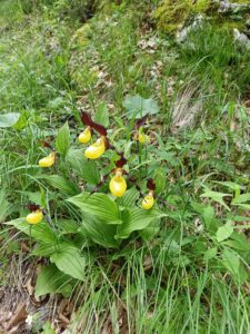 Cypripedium calceolus_Monte Fausior_Floricoltura Roncador Valentino_3