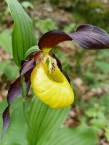 Cypripedium calceolus_Monte Fausior_Floricoltura Roncador Valentino_1
