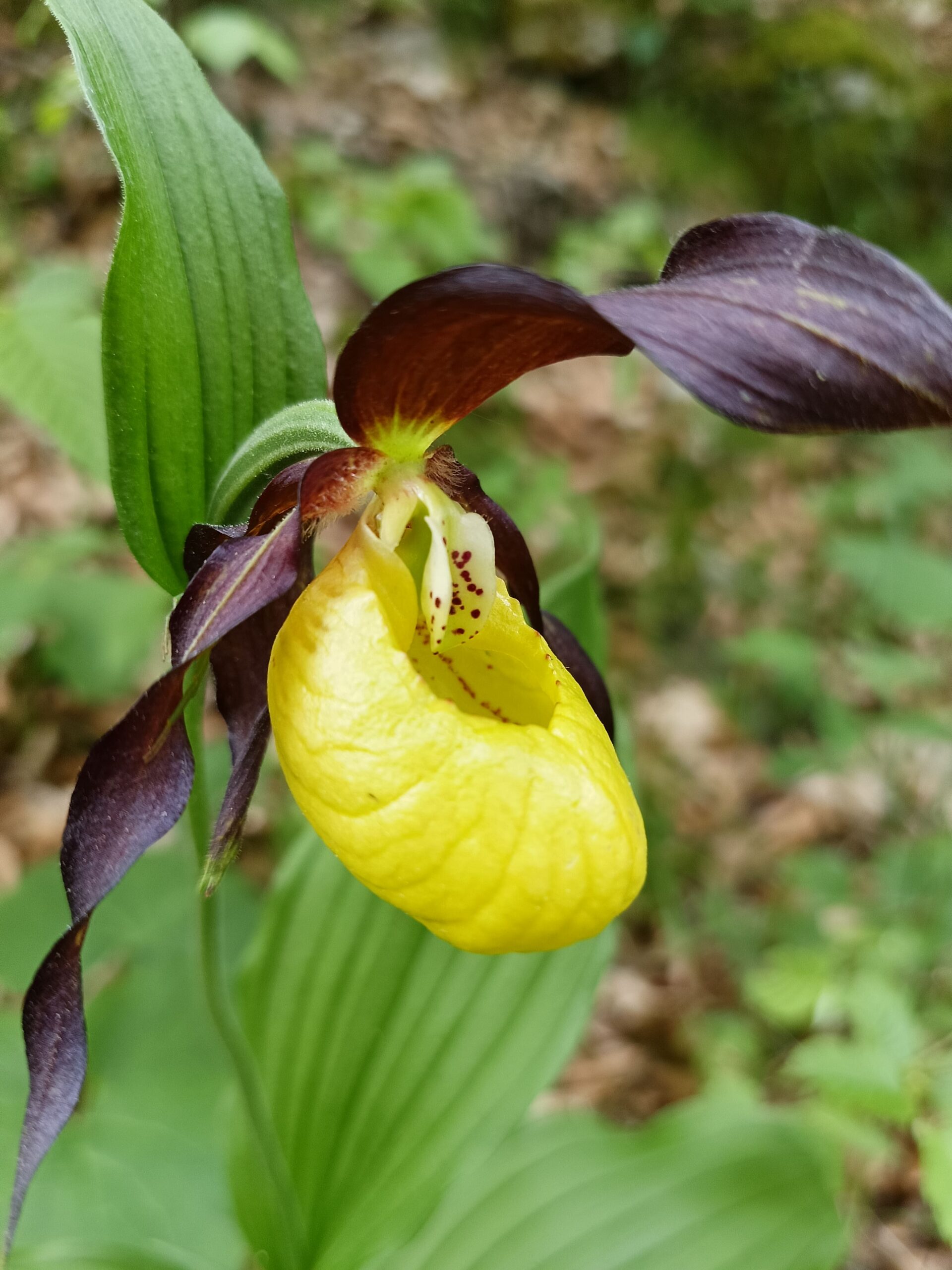 Cypripedium calceolus: Venere ha perso la scarpetta tra i boschi del Fausiór