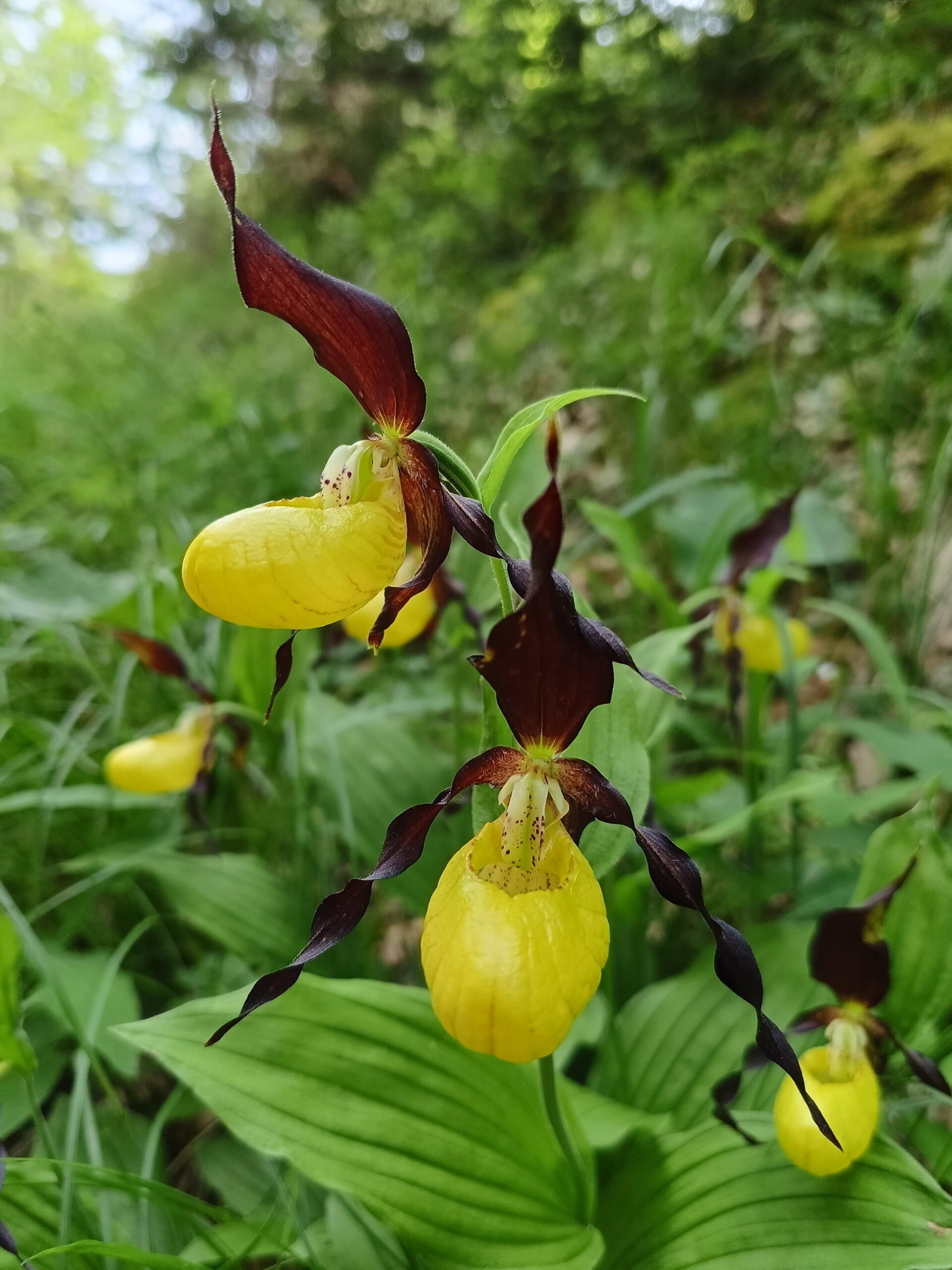 Cypripedium calceolus_Monte Fausior_Floricoltura Roncador Valentino_2