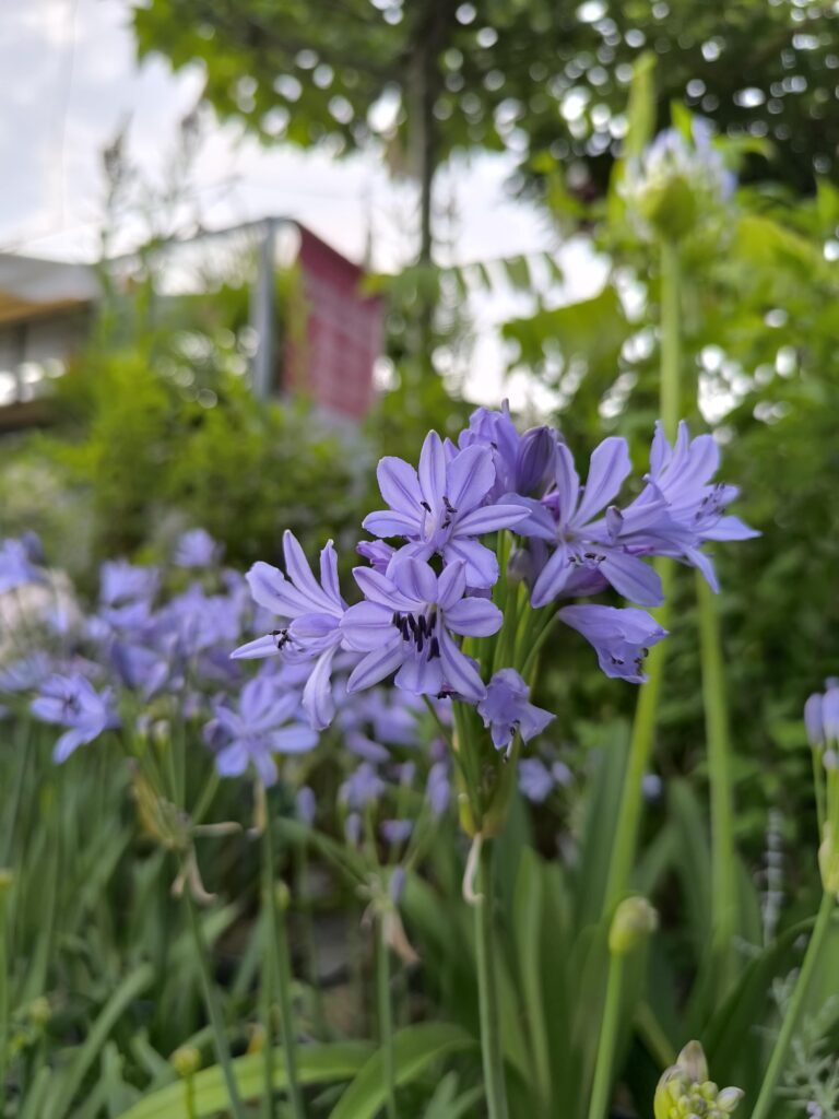 Agapanthus L'Amour d'Ete_Floricoltura Roncador Valentino_1