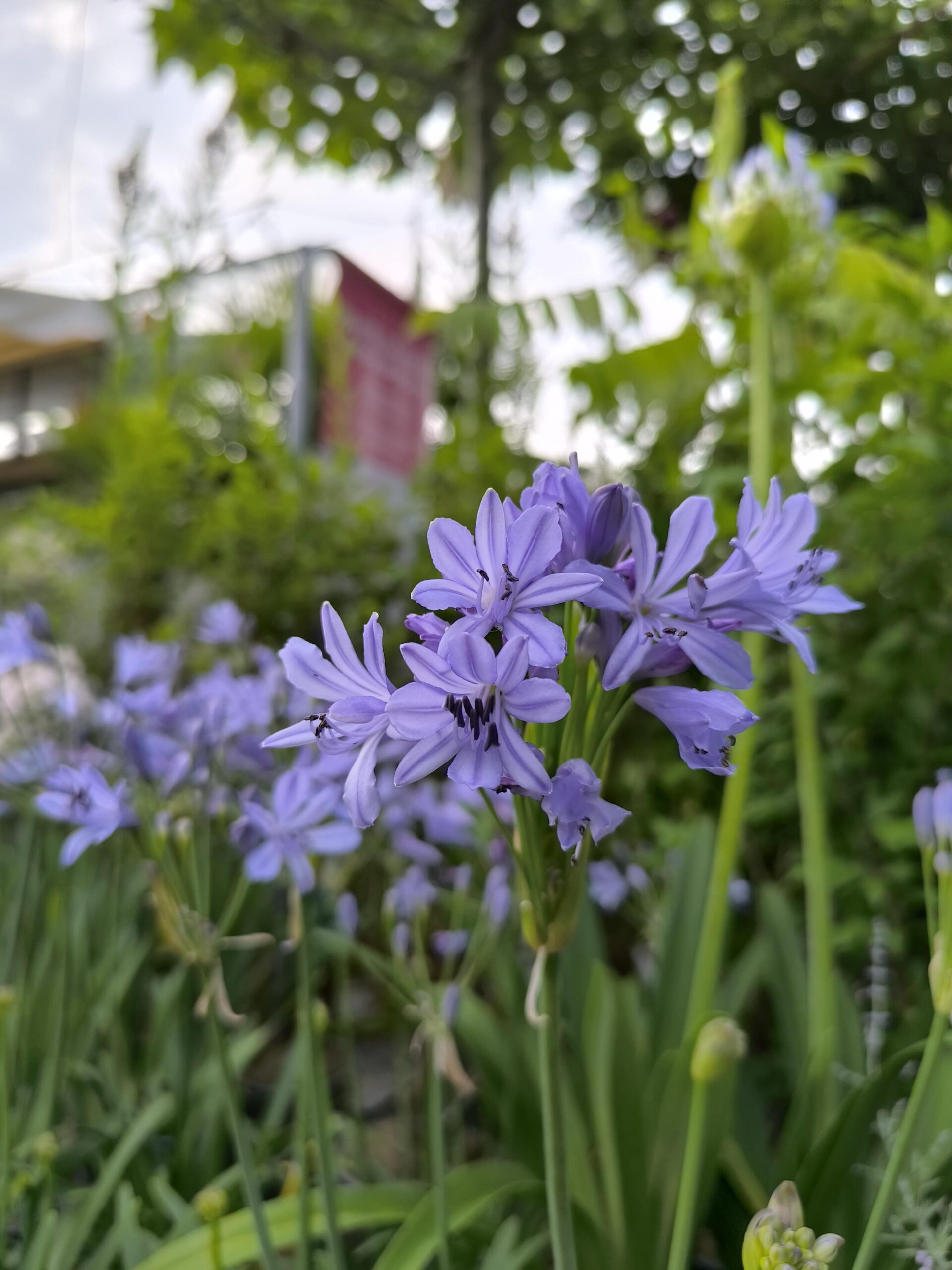 Agapanthus “L’Amour d’Été”, pianta della settimana dal 30 giugno al 5 luglio