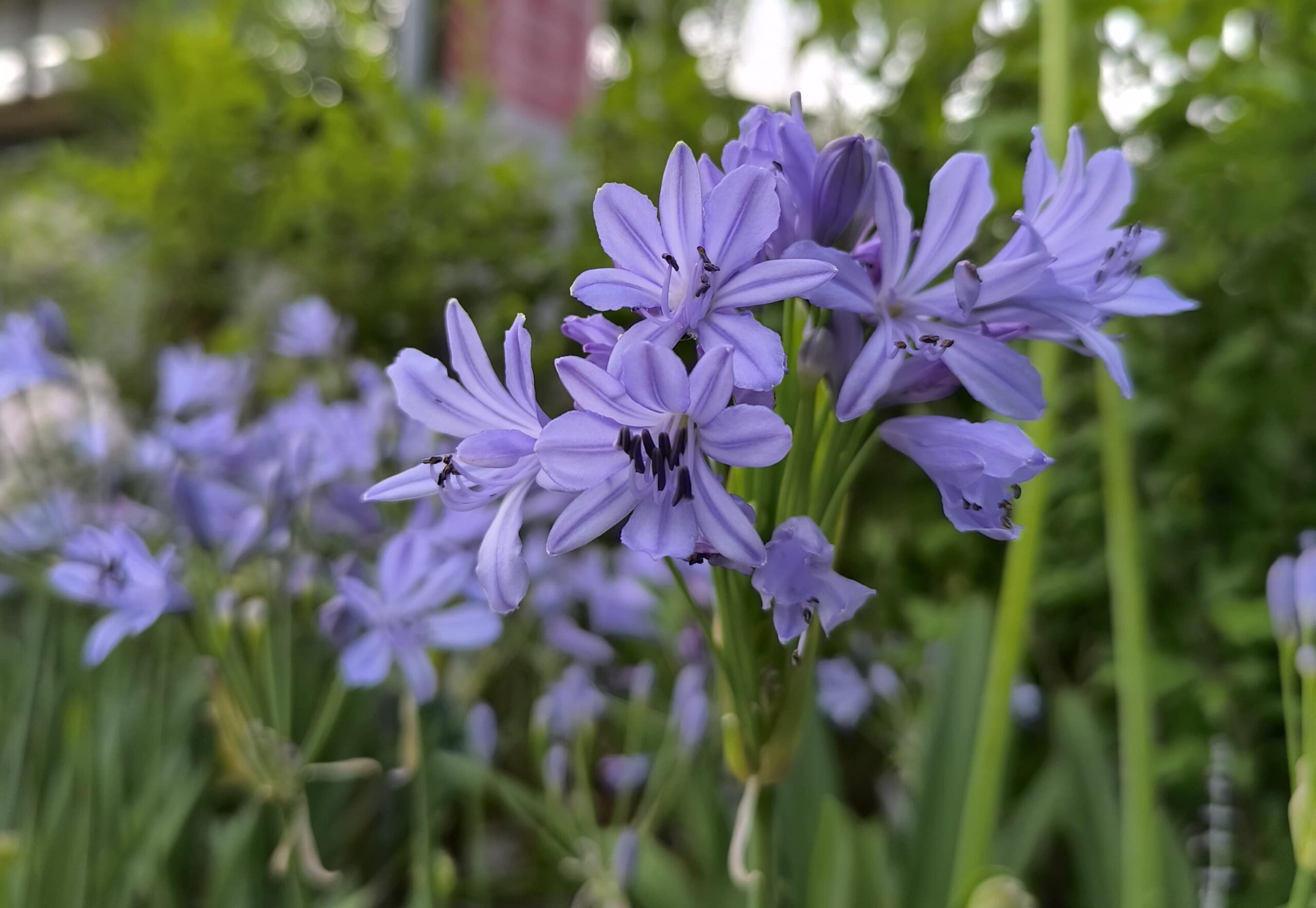 Agapanthus L'Amour d'Ete_Floricoltura Roncador Valentino_2