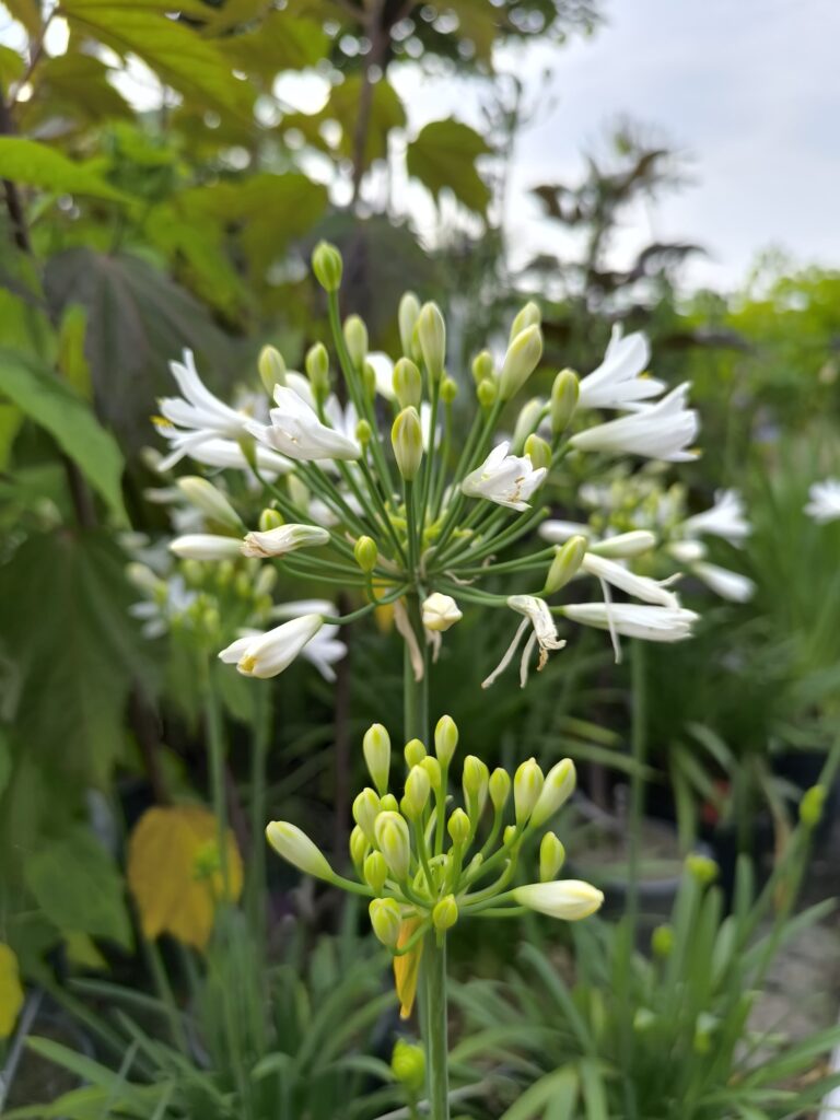 Agapanthus L'Amour d'Ete_Floricoltura Roncador Valentino_3