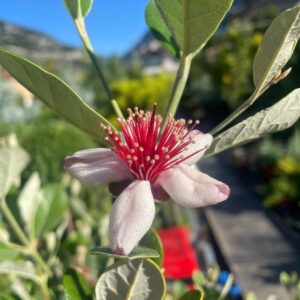 Acca sellowiana_Floricoltura Roncador Valentino_Piante esotiche_1