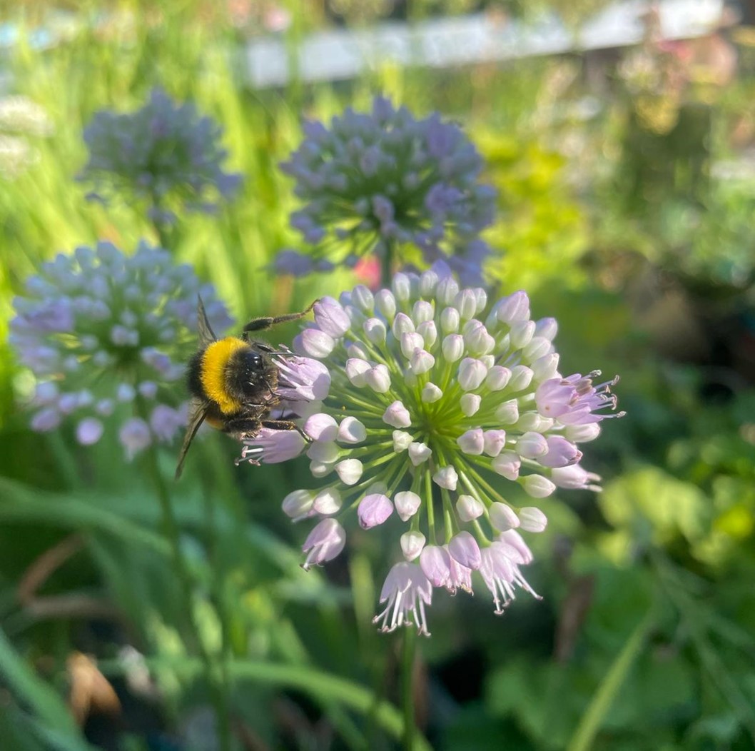 Allium ornamentale, pianta della settimana dal 16 al 21 giugno