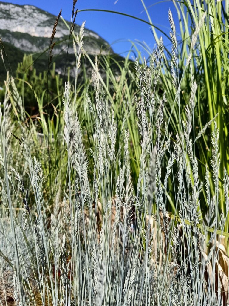 Festuca glauca_Graminacee ornamentali_Floricoltura Roncador Valentino_1