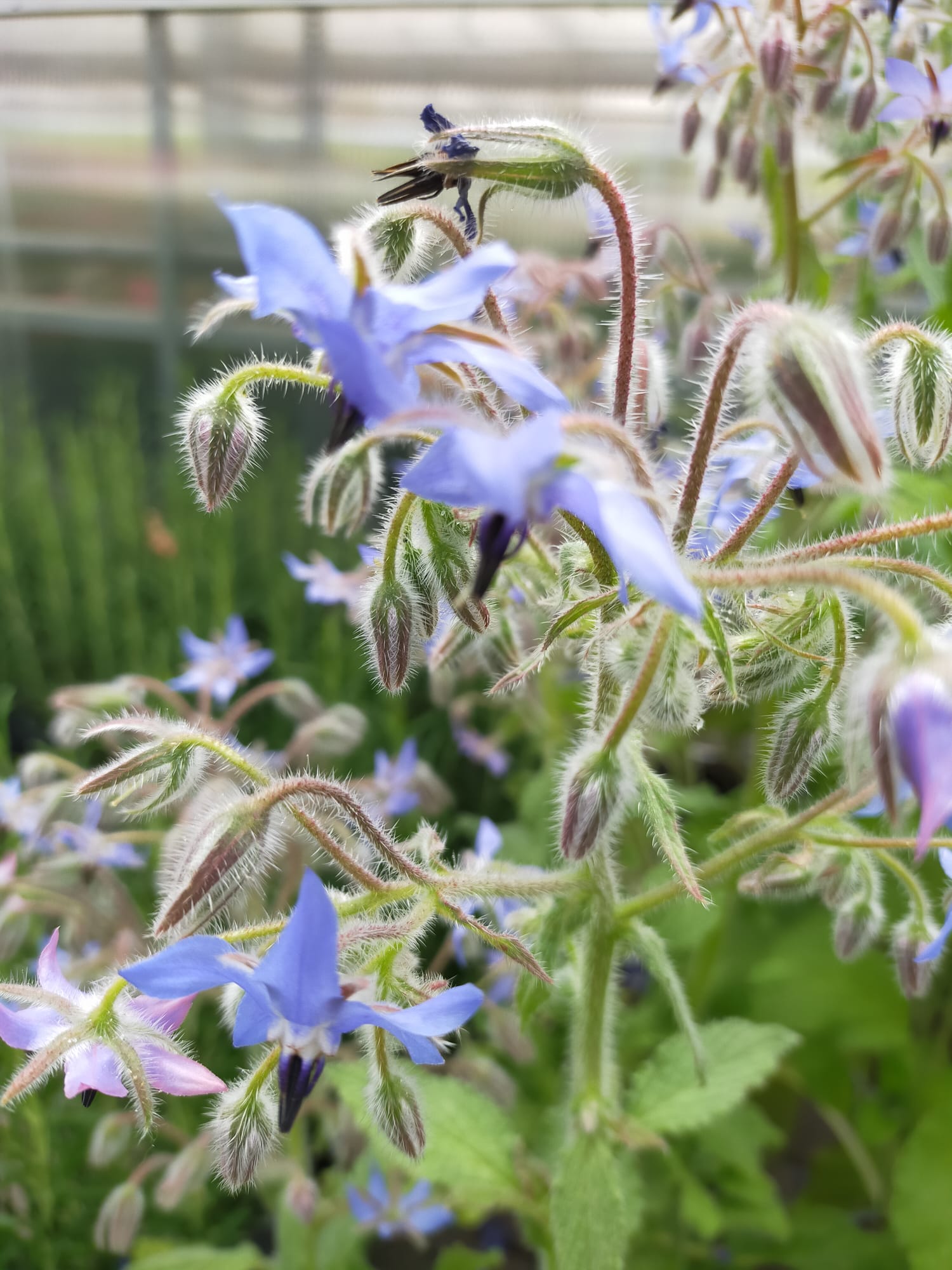 Borago officinalis: la borragine nell’orto e nella tradizione alpina