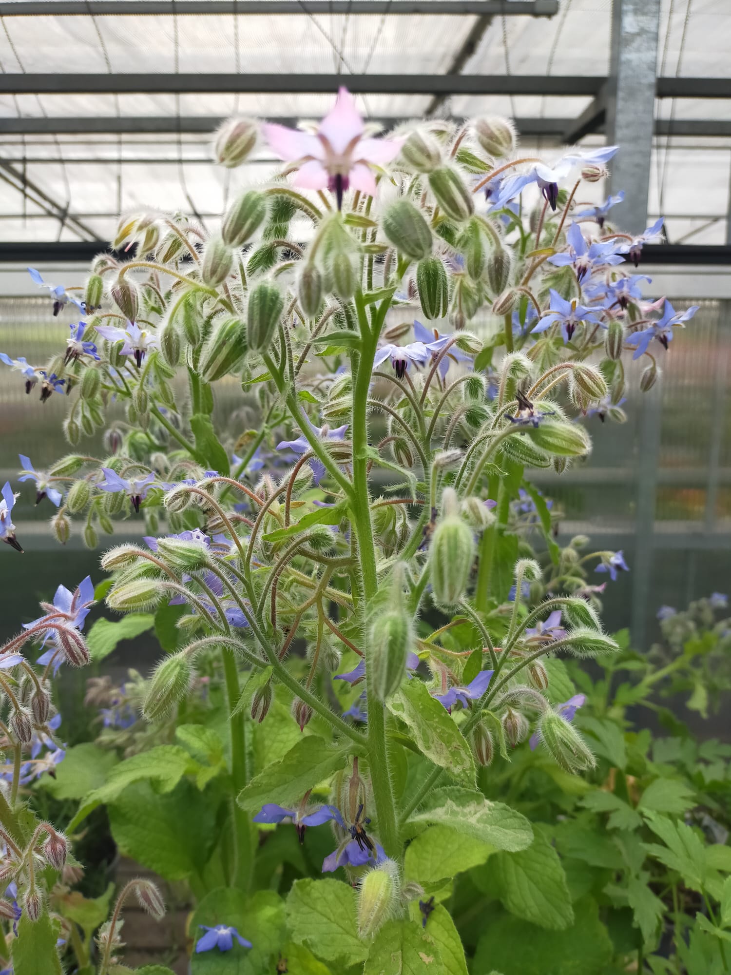 Borago officinalis_Borragine_Orto alpino_Floricoltura Roncador Valentino_4