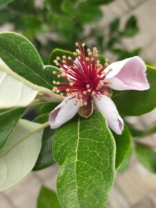 Acca sellowiana_Floricoltura Roncador Valentino_Piante esotiche_2