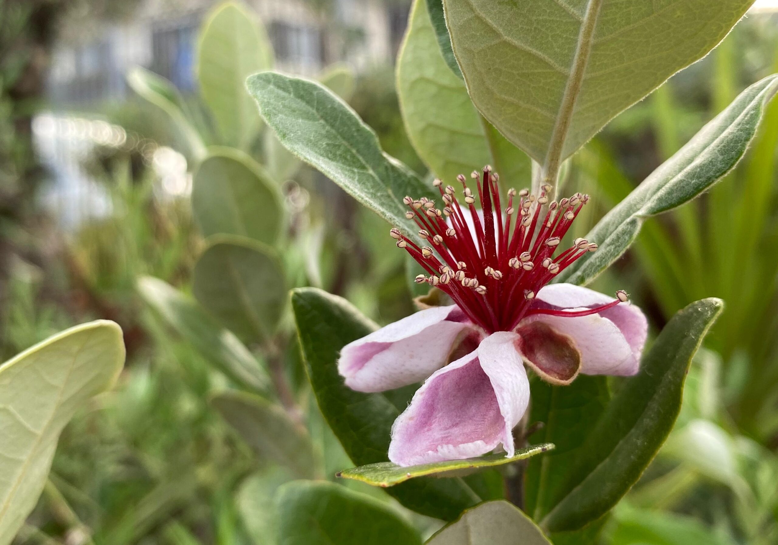 Acca sellowiana_Floricoltura Roncador Valentino_Piante esotiche_3