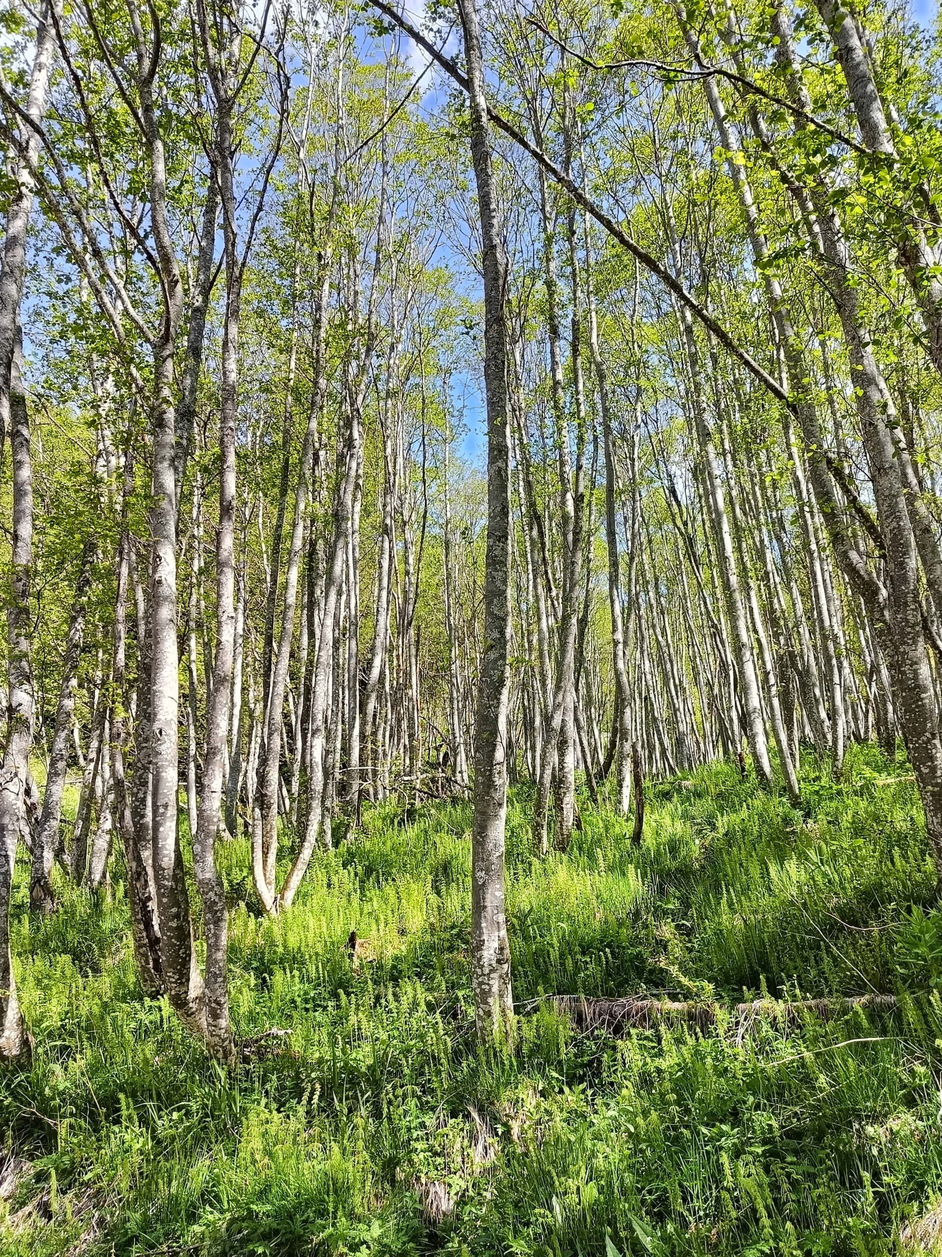Giornata dell’Ambiente: quattro gesti facili per un giardinaggio responsabile