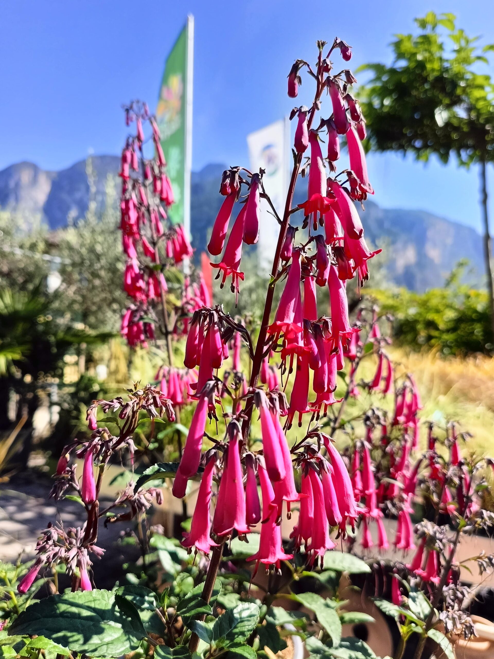 Phygelius Colorburst Rose_Floricoltura Roncador Valentino_2