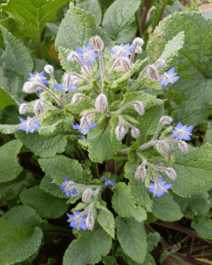 Borago officinalis_Borragine_Orto alpino_Floricoltura Roncador Valentino_3