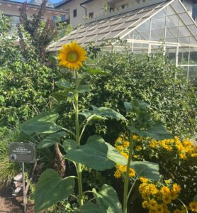 Girasole_Helianthus annuus_Floricoltura Roncador Valentino_1b