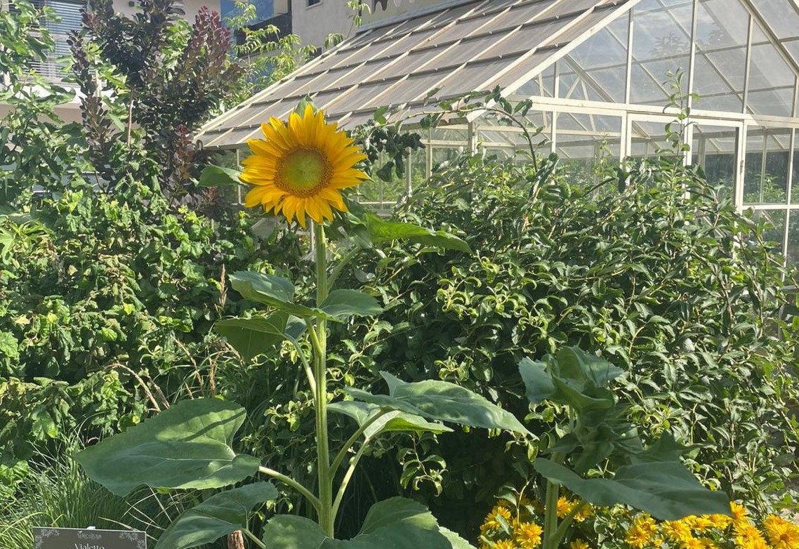 Che estate sarebbe senza il girasole?
