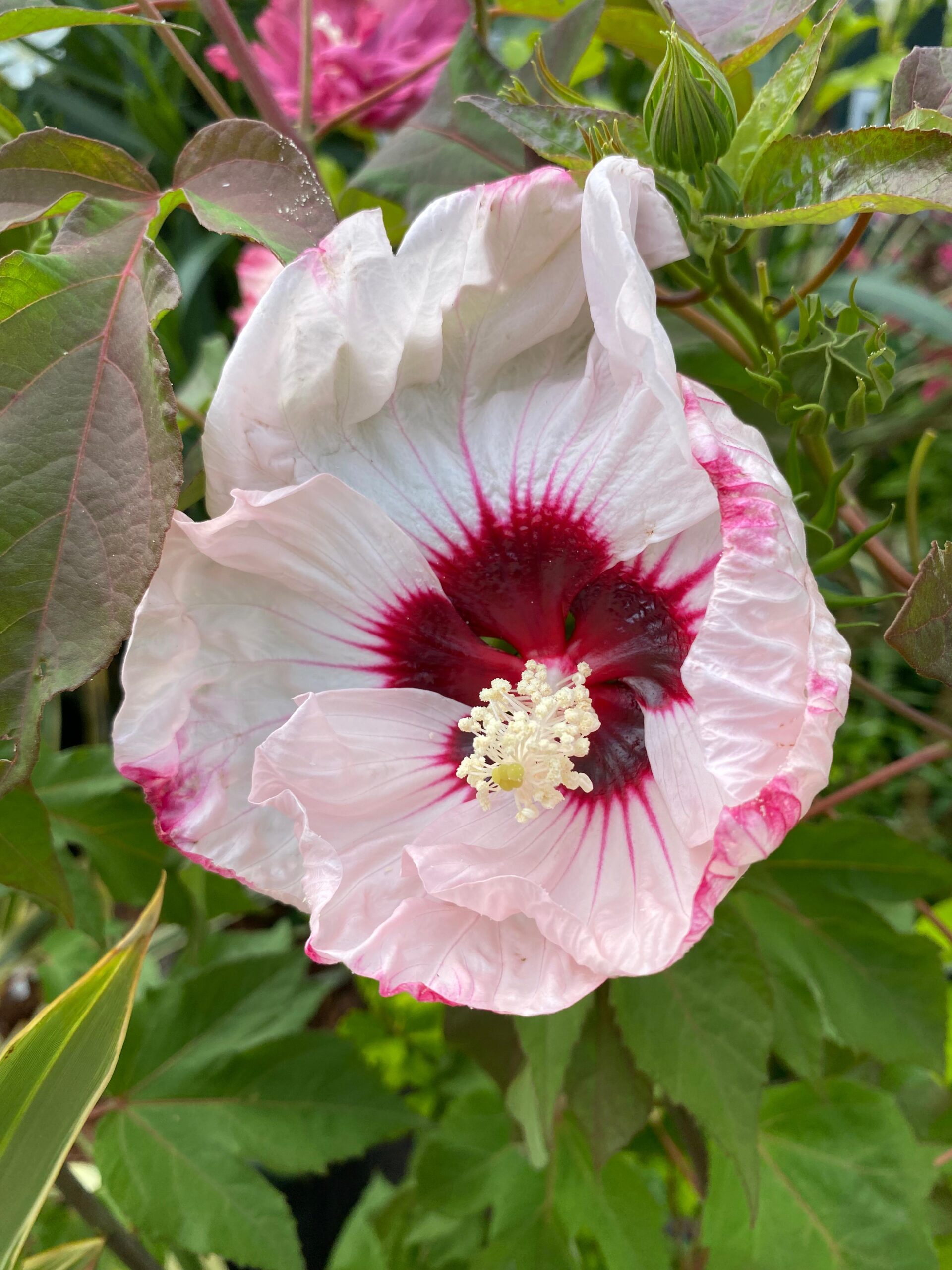 Hibiscus moscheutos, pianta della settimana dal 14 al 19 luglio