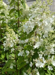 Hydrangea paniculata BeeHappy_Floricoltura Roncador Valentino_2