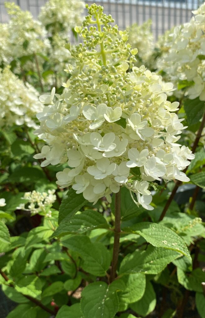 Hydrangea paniculata BeeHappy_Floricoltura Roncador Valentino_1