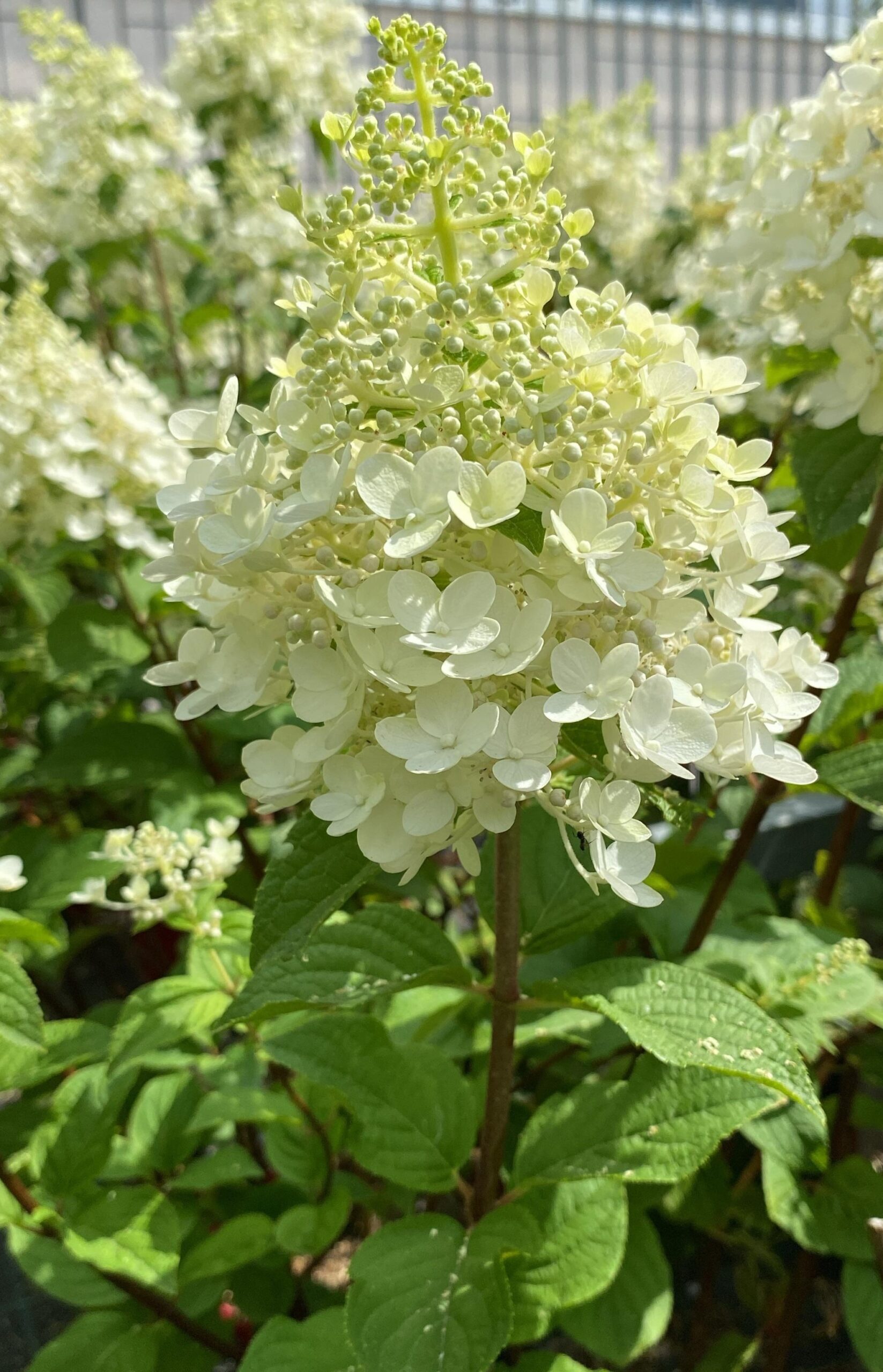 Hydrangea paniculata BeeHappy_Floricoltura Roncador Valentino_1