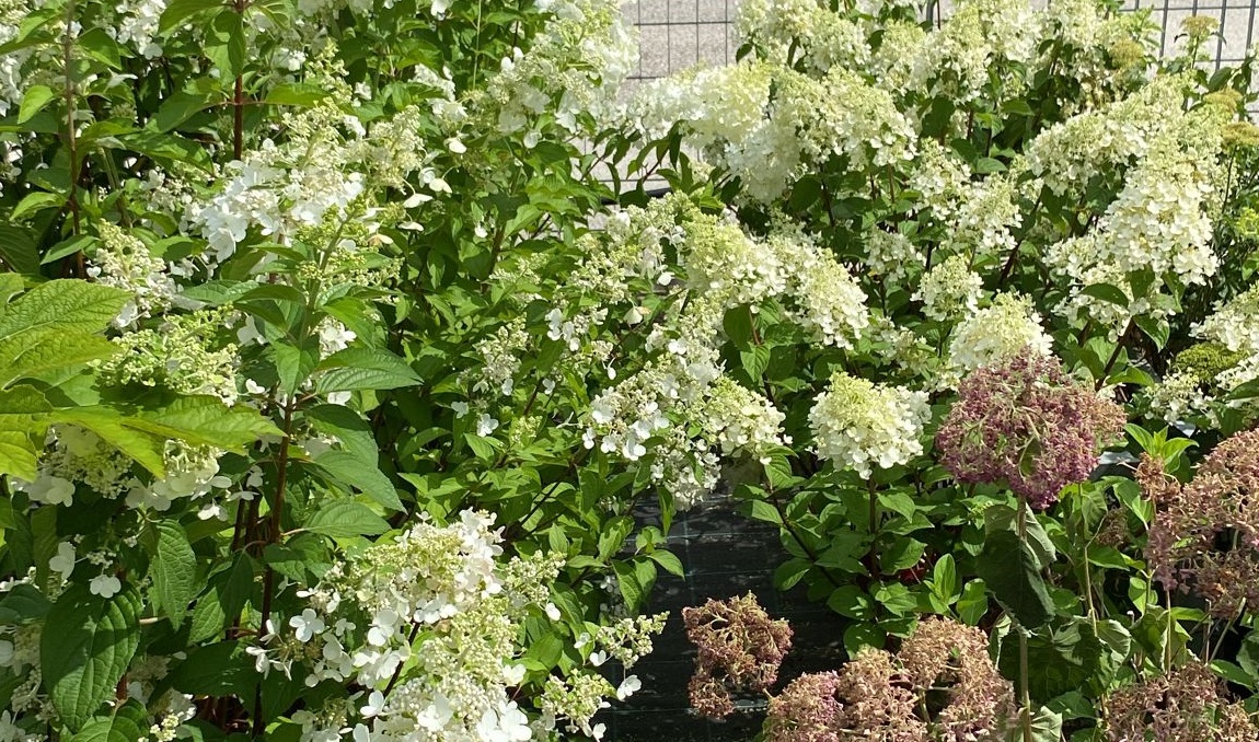 Hydrangea paniculata BeeHappy_Floricoltura Roncador Valentino_3