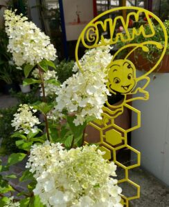 Hydrangea paniculata BeeHappy_Floricoltura Roncador Valentino_4