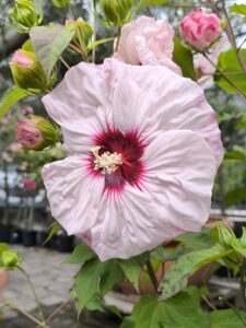 Hibiscus moscheutos_Floricoltura Roncador Valentino_3
