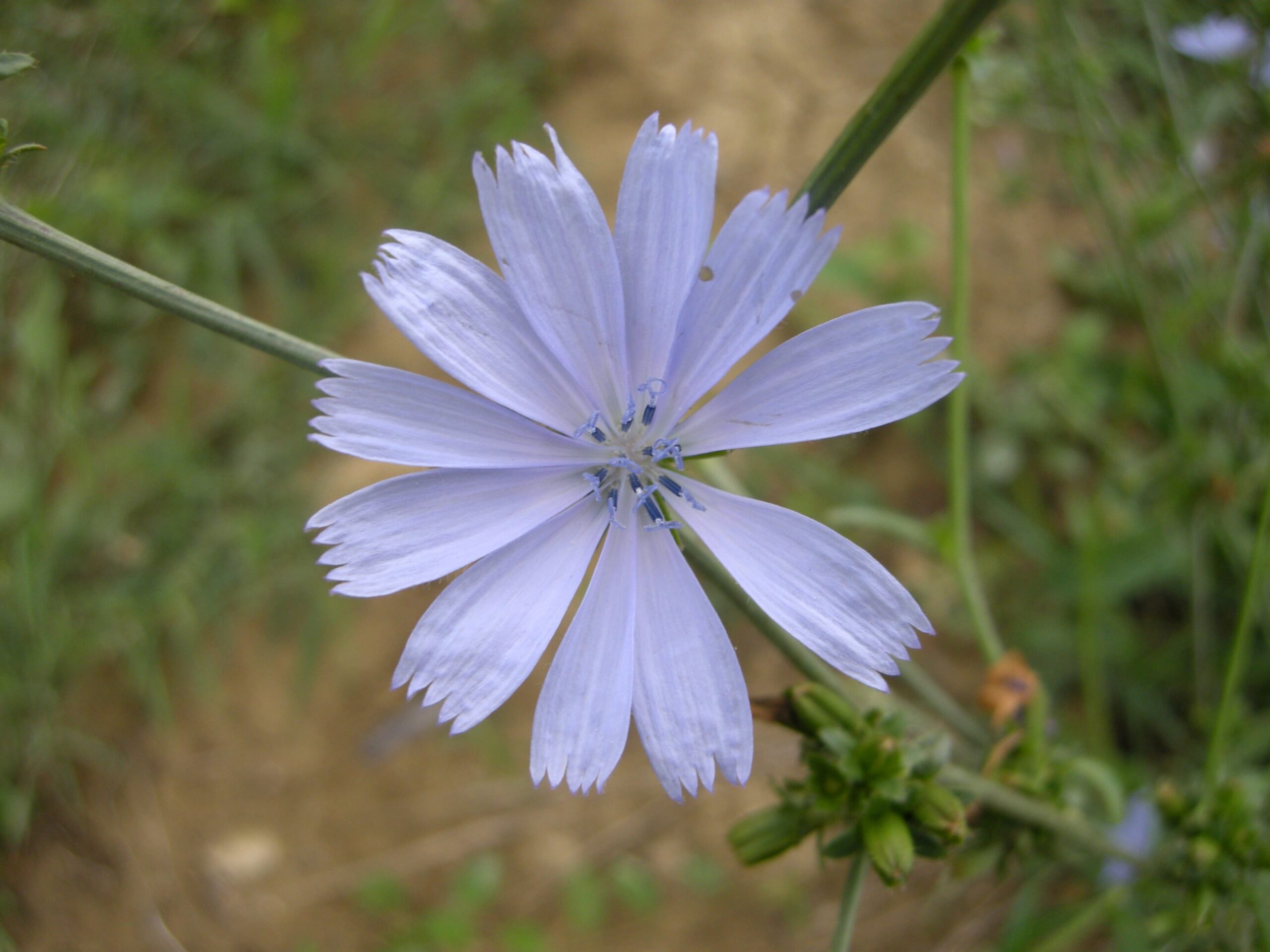 Cicoria selvatica… e le tossine se ne vanno!