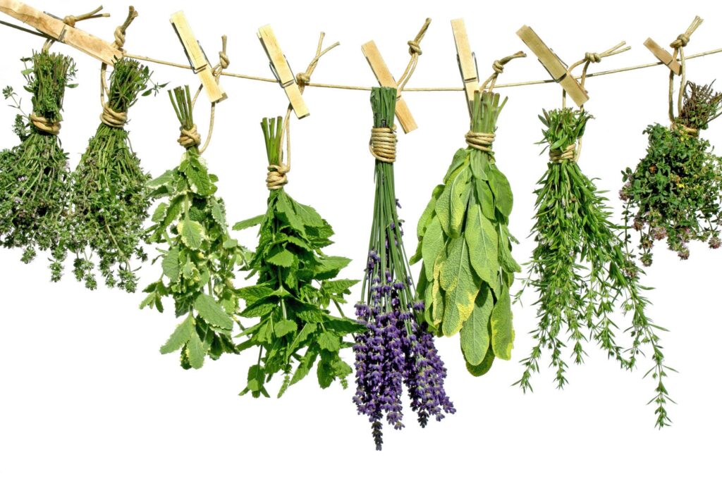 Erbe aromatiche_Essicazione_AICG