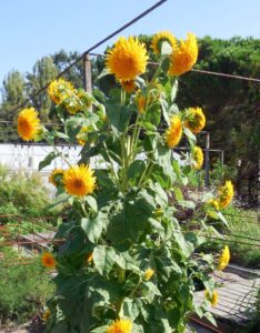 Girasole_Helianthus annuus_Floricoltura Roncador Valentino_2