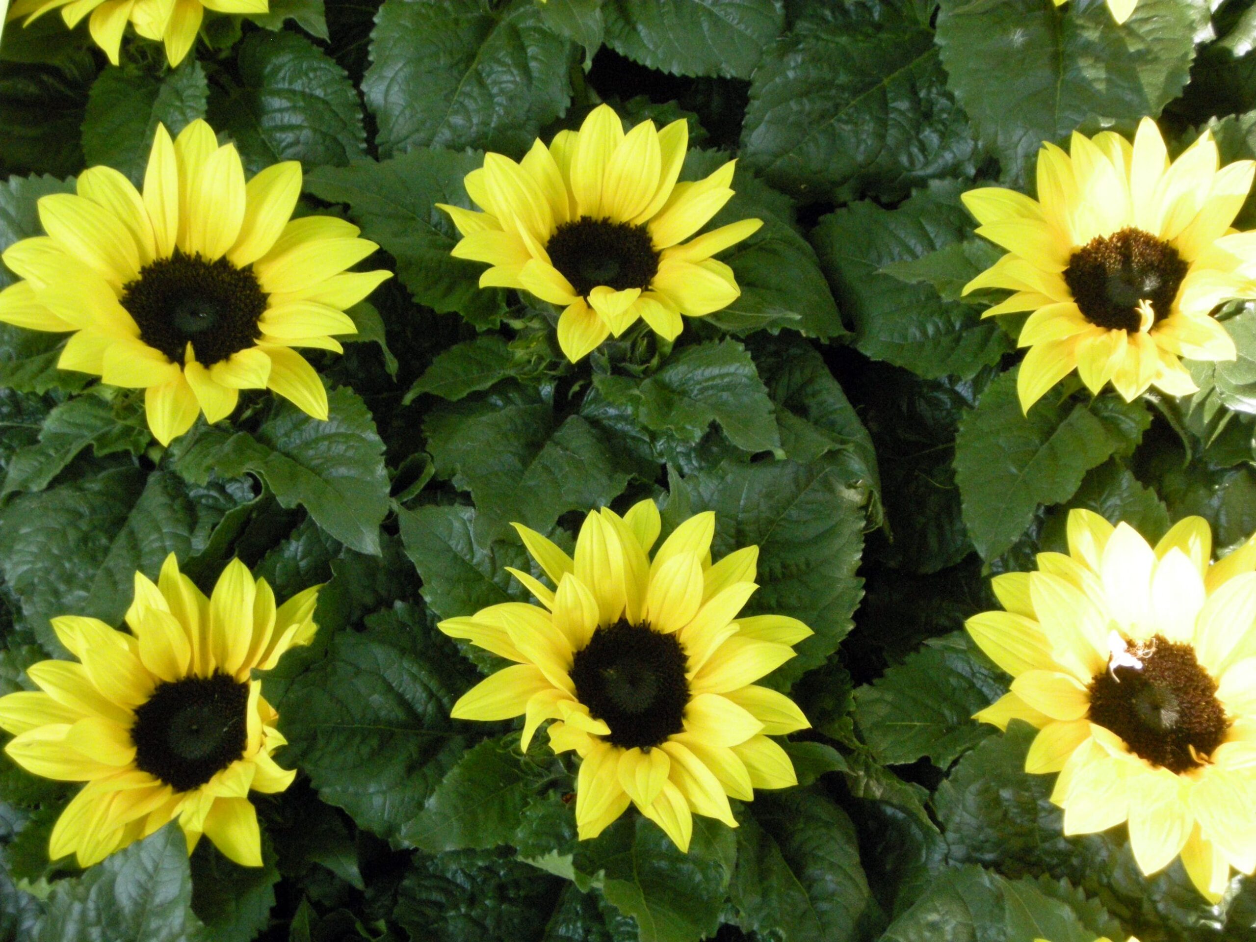 Girasole_Helianthus annuus_Floricoltura Roncador Valentino_3