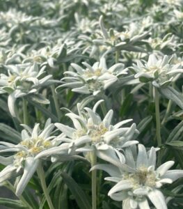 Leontopodium alpinum_Stella alpina_Floricoltura Roncador Valentino_2
