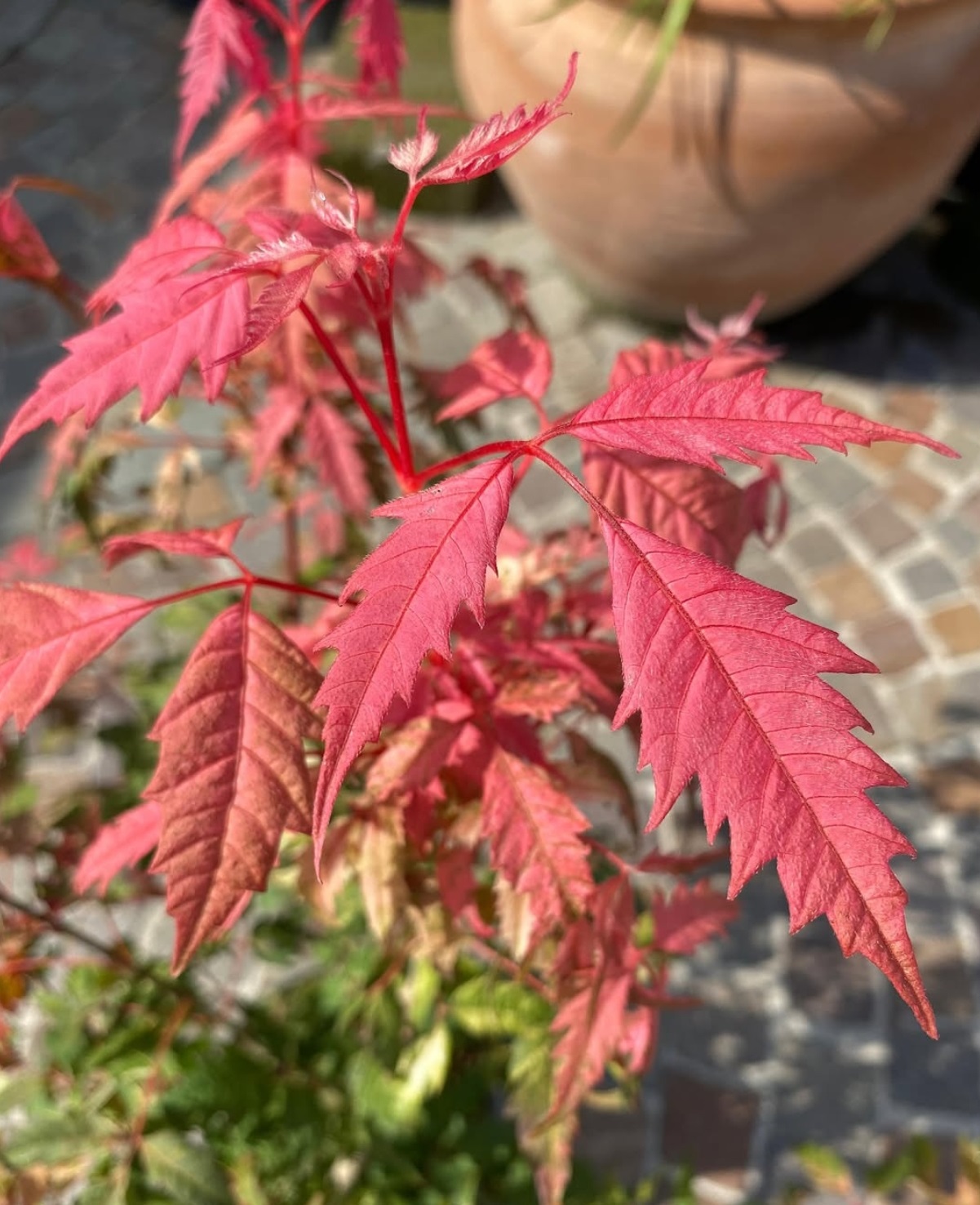 Acer cissifolium “Samarand”, pianta della settimana dal 1° al 6 settembre