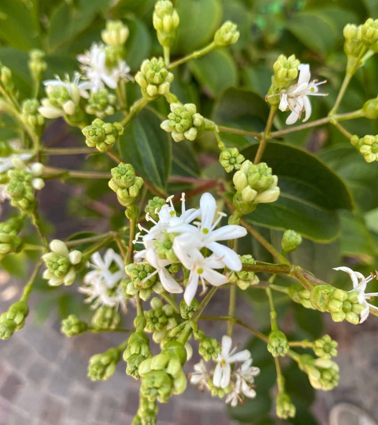Heptacodium miconioides, pianta della settimana dal 25 al 30 agosto