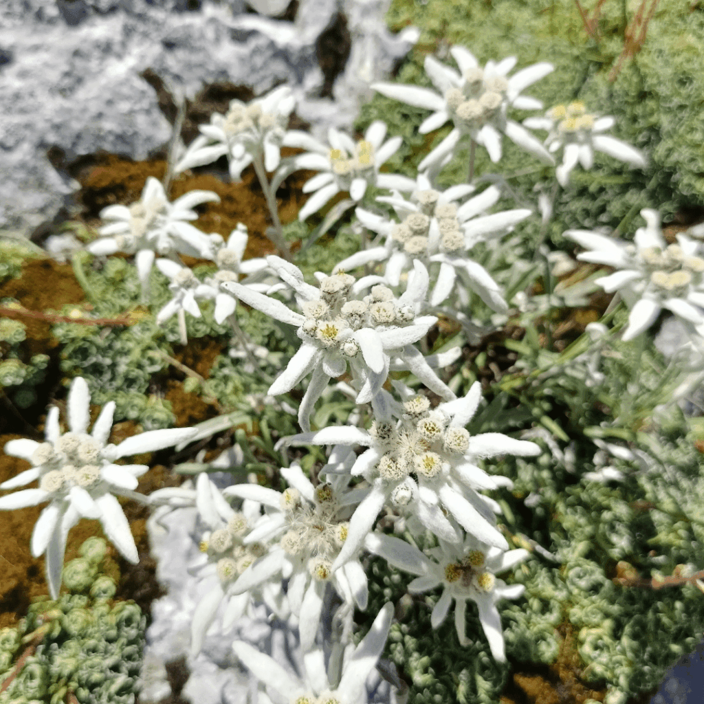 Leontopodium alpinum_Stella alpina_Floricoltura Roncador Valentino_1